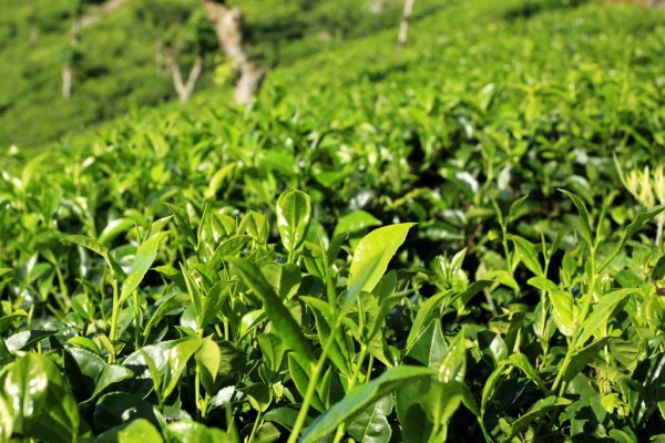 tea plantasion