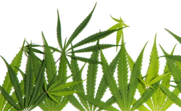 University of WA scientists found cannabis alters a person’s DNA structure.