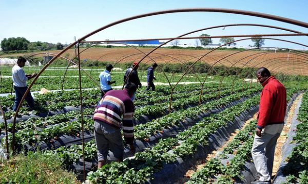 Migrant workers at a strawberry plantation near the Greek village of Manolada, where scores of workers were shott by foremen in 2013. Photograph: Antonis Nikolopoulos/AP
