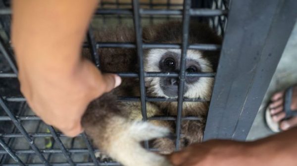 An endangered white-handed gibbon: The right conservation strategies can save the day