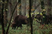 Bialowieza: Poland to resume logging in primeval forest