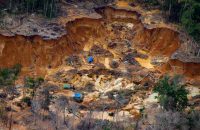 Illegal gold miners stalk Amazon as authorities look away