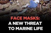Face masks: A new threat to marine life