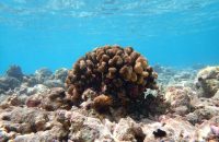 Climate Change Is Devastating Coral Reefs Worldwide, Major Report Says
