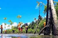 Bid launched to save Philippine coastlines with mangroves