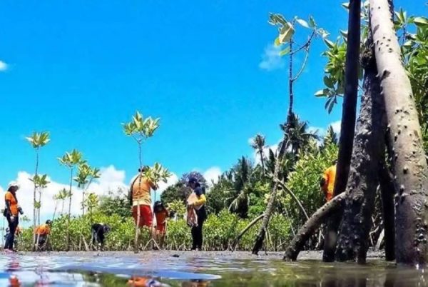 Bid launched to save Philippine coastlines with mangroves