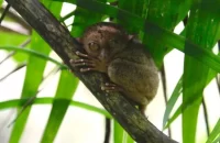DENR files criminal case vs vlogger, companion for ‘maltreatment’ of tarsiers