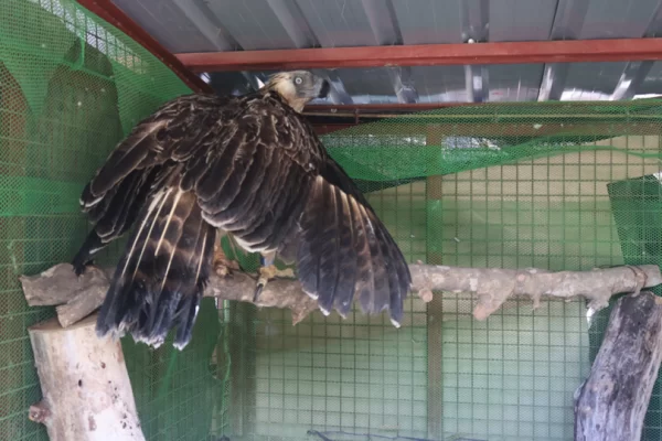 Critically endangered Philippine Eagle rescued in Apayao